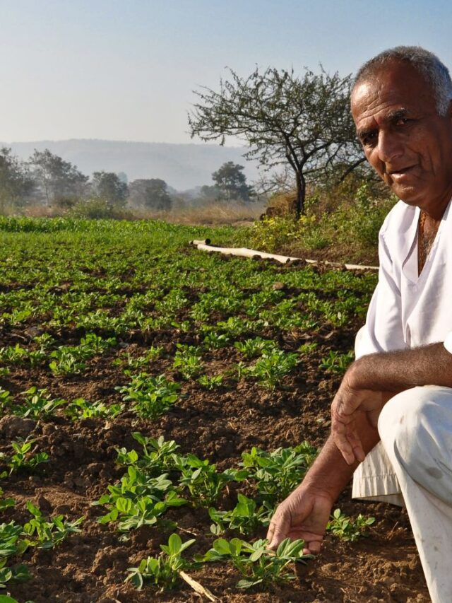 मूंगफली की खेती के लिए शुरू करें खेत की तैयारी