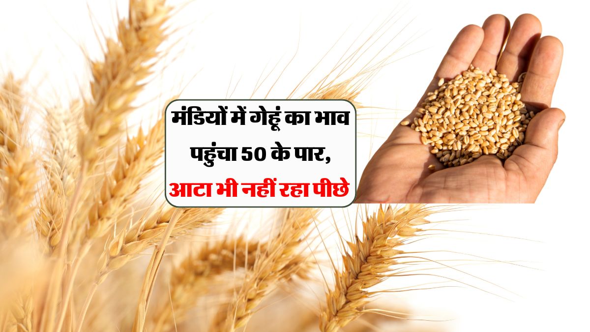 Wheat Price Increase :