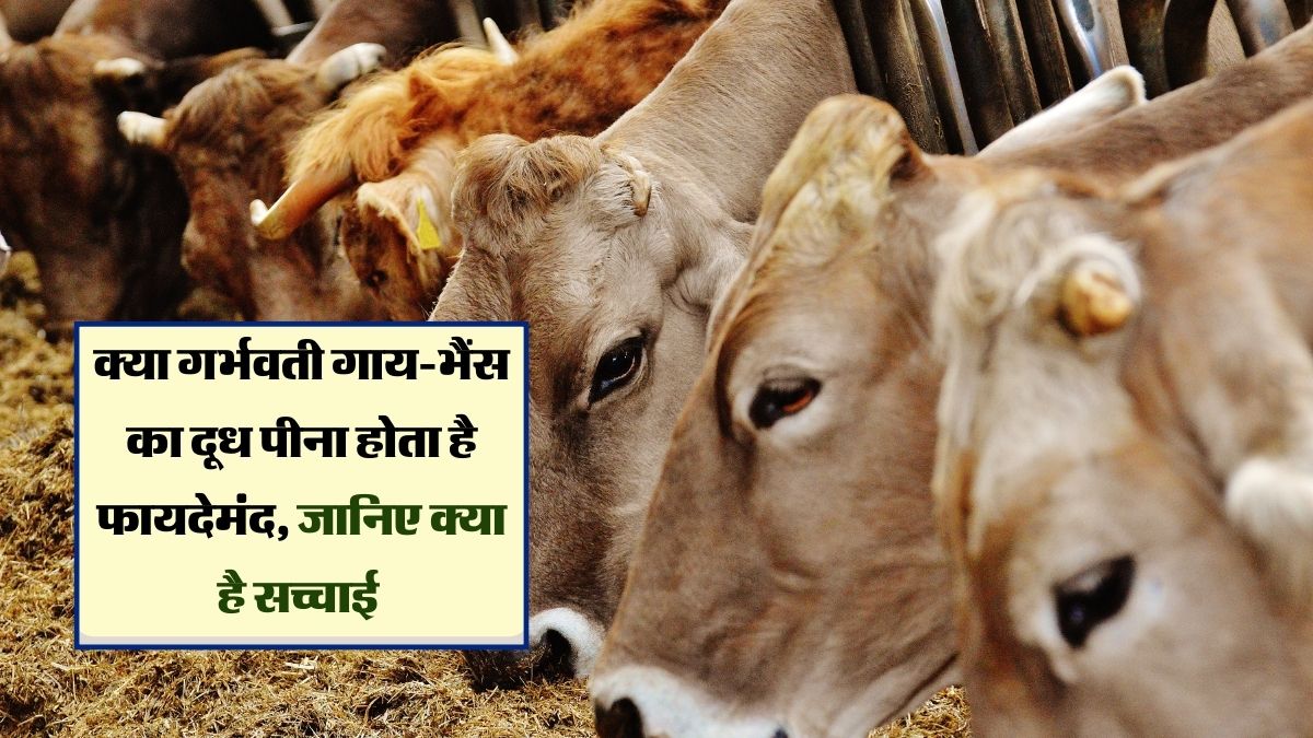 Cattle Farmers Story : गर्भवती पशु का दूध पीने के फायदे और नुकसान, एक्सपर्ट ने दी पूरी जानकारी