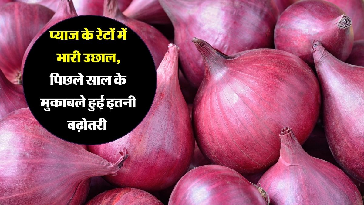 Onion Prices Increase : प्याज के रेटों में भारी उछाल, पिछले साल के मुकाबले हुई इतनी बढ़ोतरी