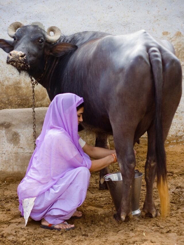 मानसून के सीजन में दुधारू पशुओं के लिए नुकसानदायक हो सकते हैं ये खरपतवार।