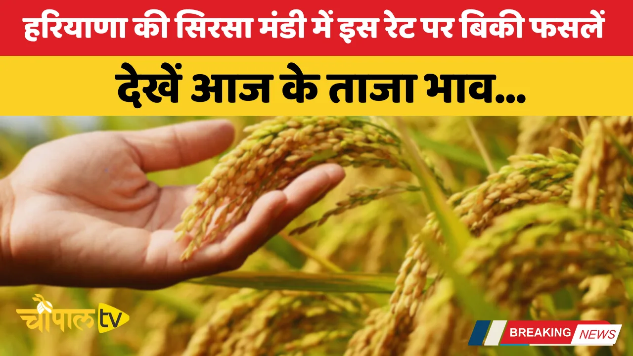 Crops sold at this rate in Sirsa Mandi