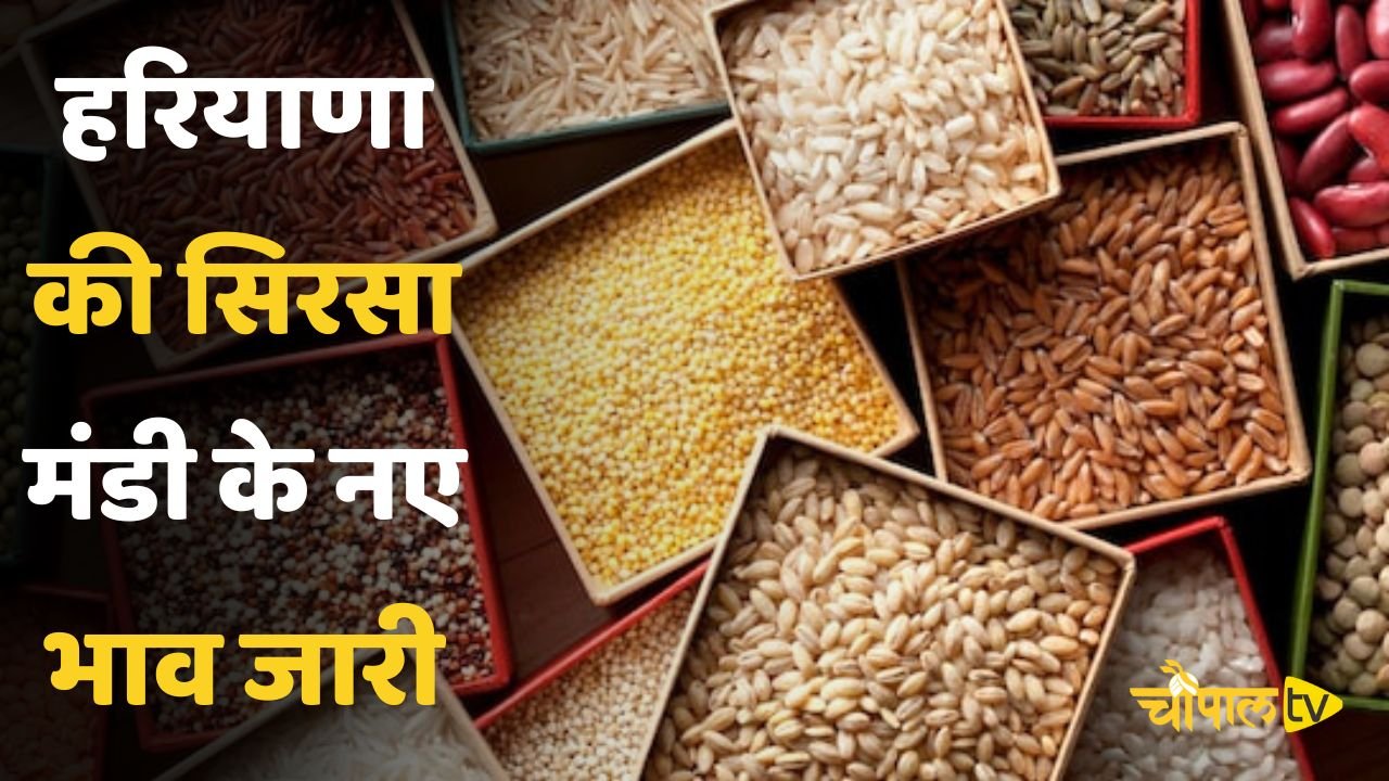 New rates of Sirsa Mandi of Haryana released