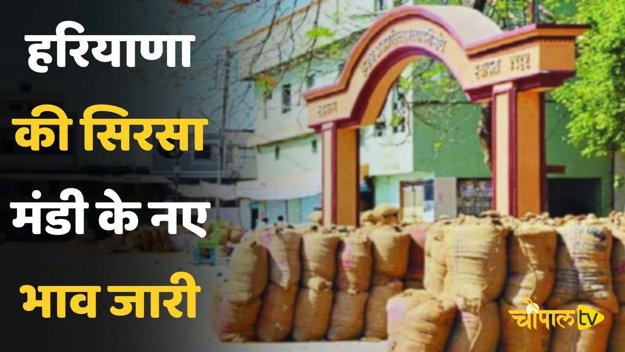 New rates of Sirsa Mandi of Haryana