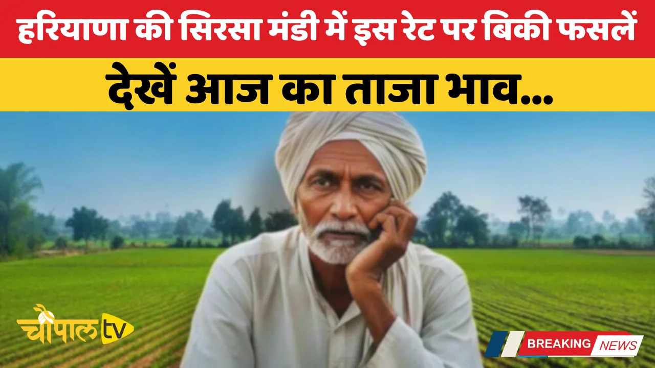 Crops were sold at this rate in Sirsa Mandi