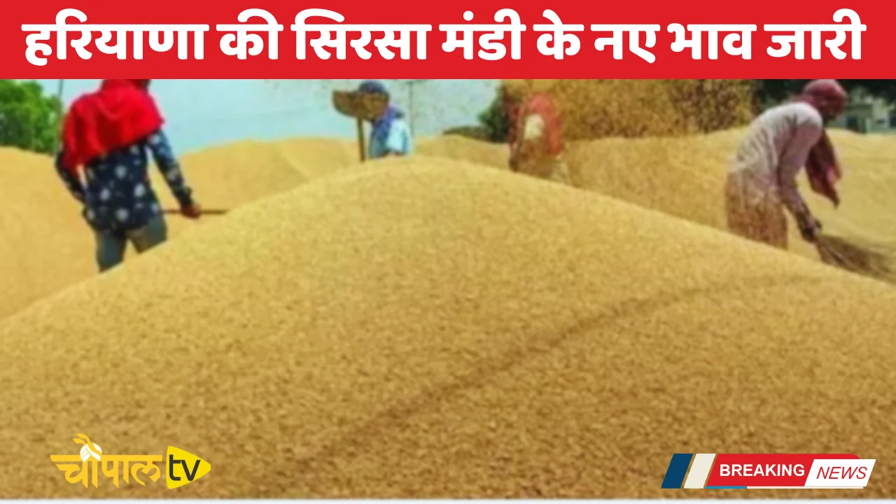 Sirsa Mandi Bhav 2026