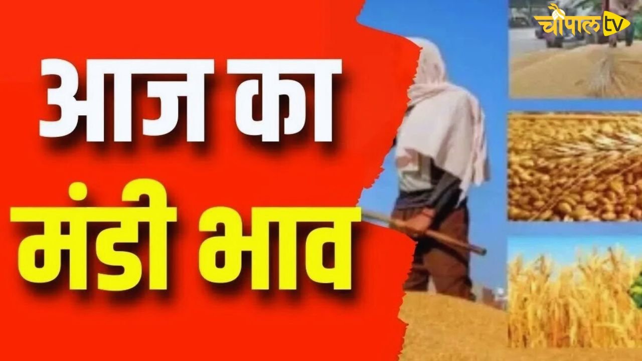 Sirsa Mandi Bhav Today