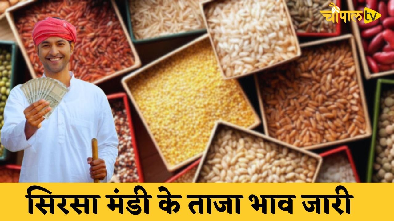 Mandi Bhav: Latest prices of Sirsa Mandi