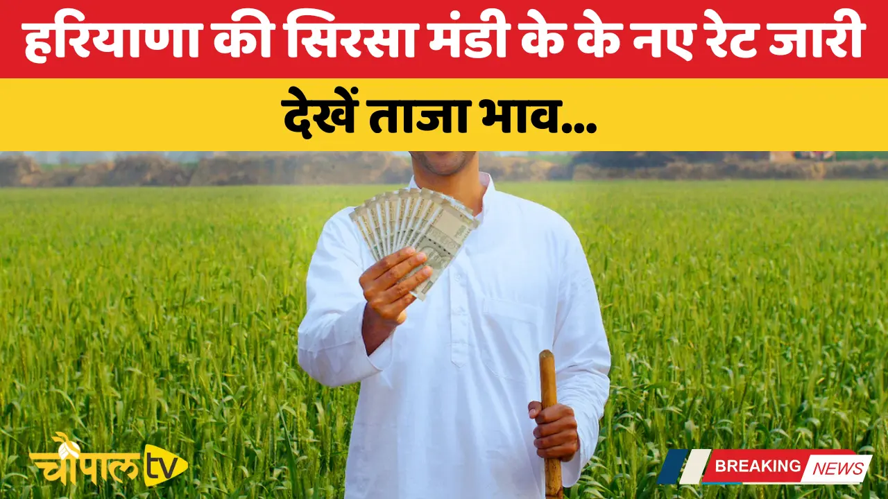 New rates released for Sirsa Mandi