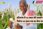 46 types of crops in Haryana will get insurance cover of up to Rs 40,000