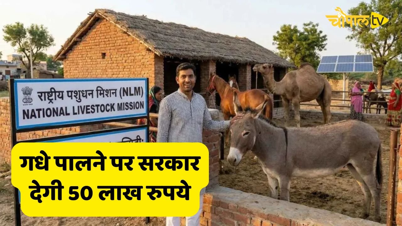 The government will give Rs 50 lakh for raising donkeys