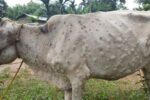No cases of Lumpy Skin Disease among livestock reported in Haryana; Animal Husbandry Minister Shyam Singh Rana shares the information.