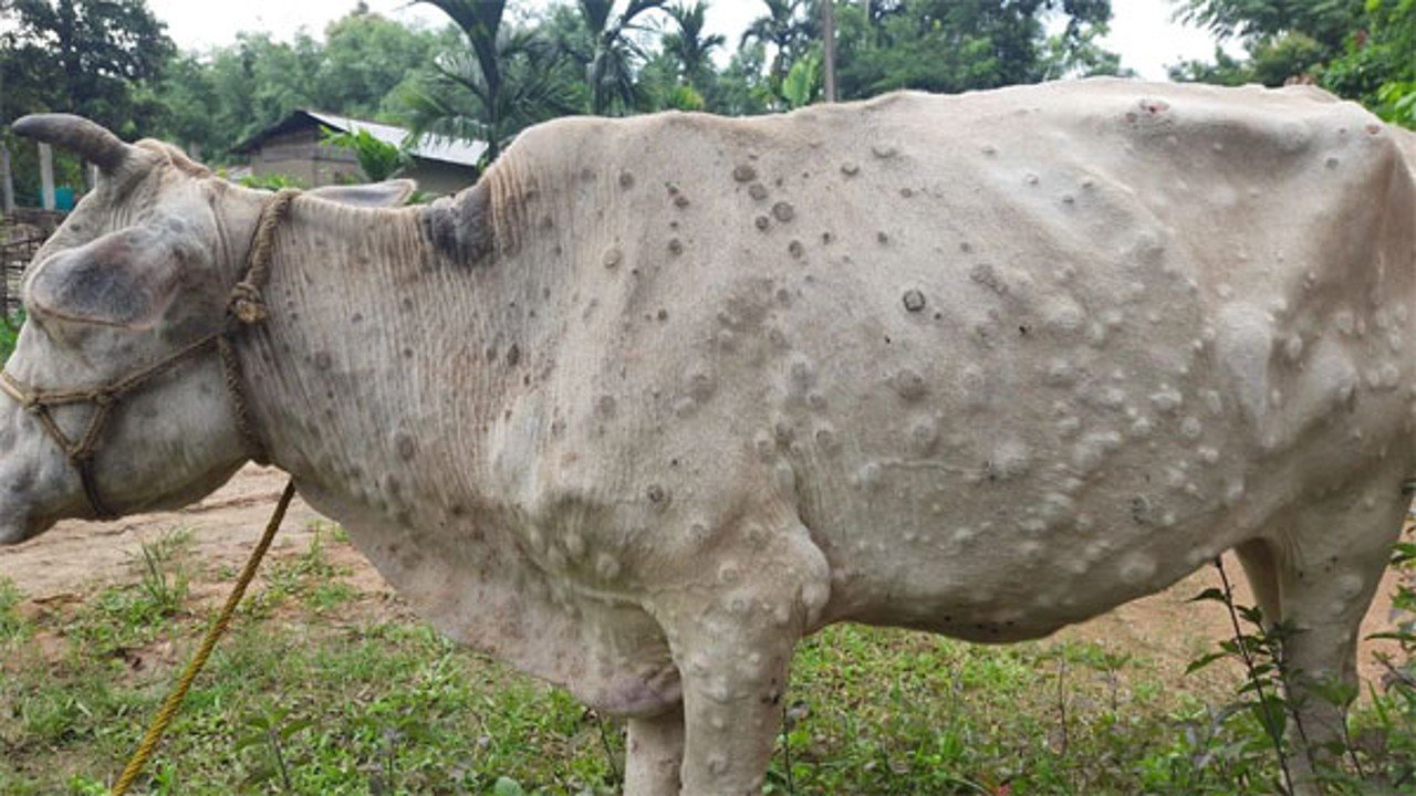 No cases of Lumpy Skin Disease among livestock reported in Haryana; Animal Husbandry Minister Shyam Singh Rana shares the information.
