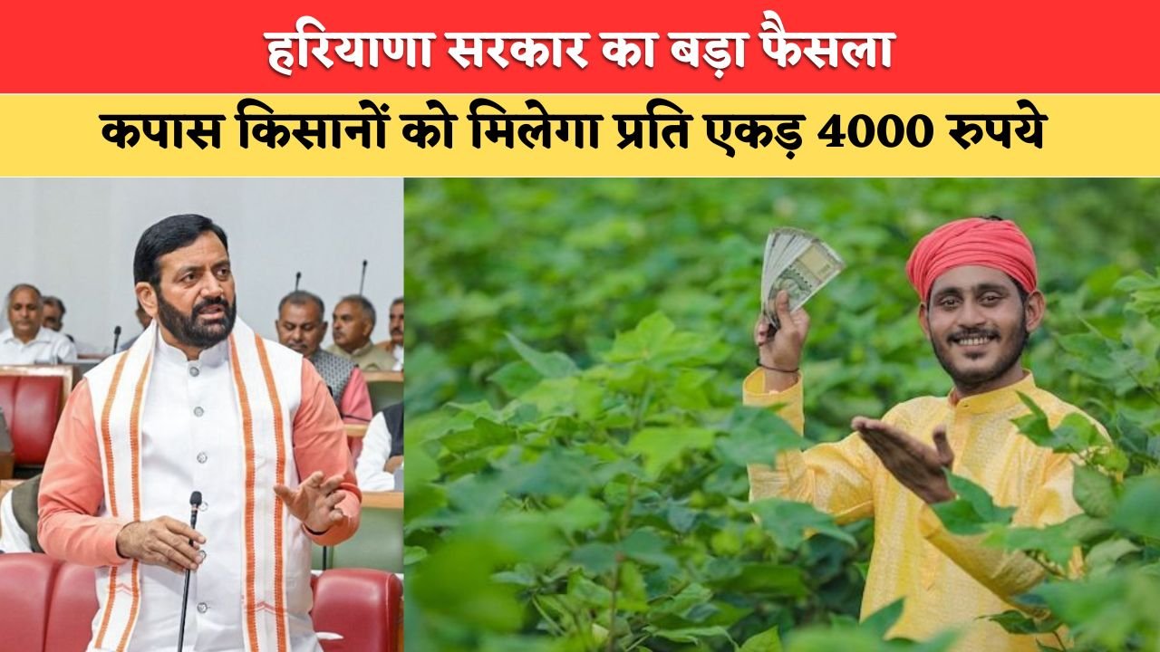 हरियाणा में कपास किसानों के लिए सरकार का बड़ा फैसला, 4000 रुपये प्रति एकड़ मिलेगा अनुदान